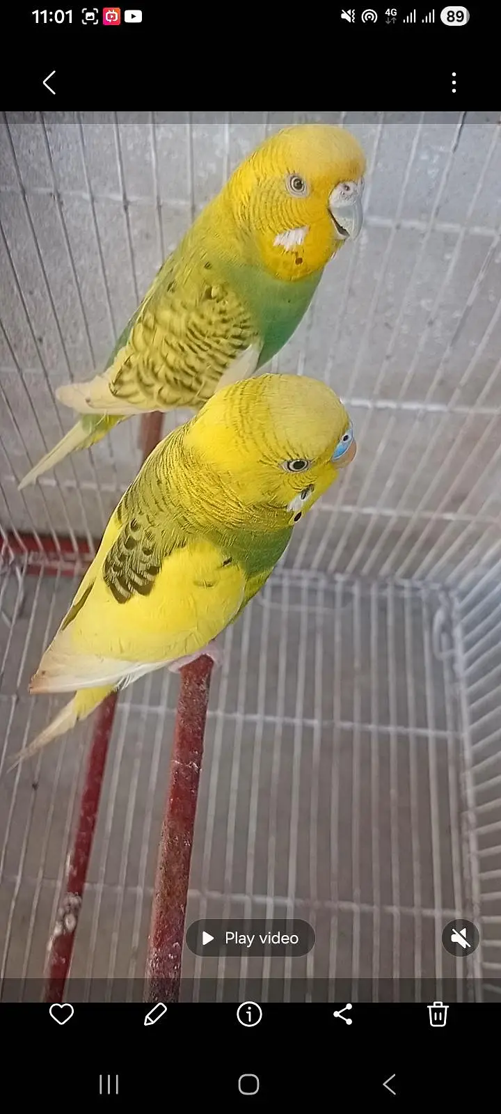 budgies — photo 3