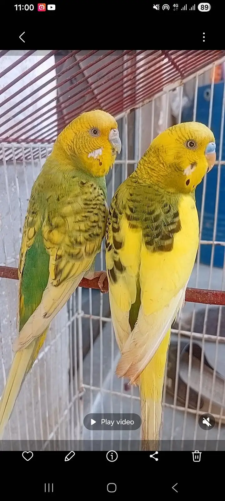 budgies — photo 4