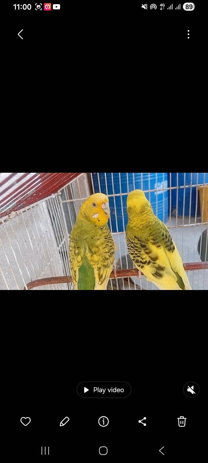 budgies 4