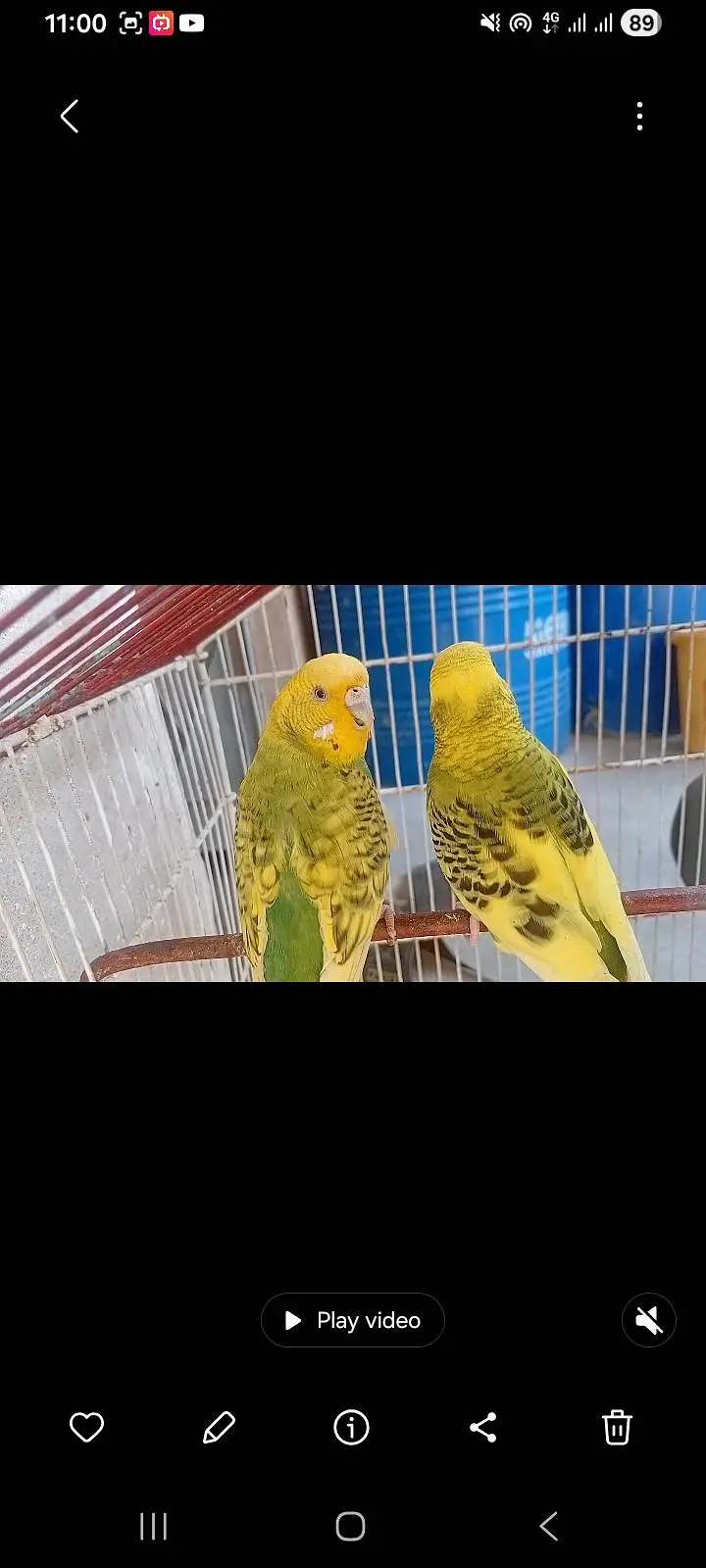 budgies — photo 5