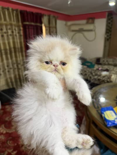 Peki male kitten