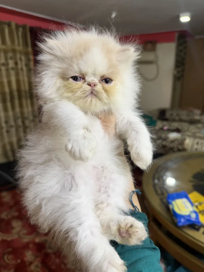 Peki male kitten — photo 2