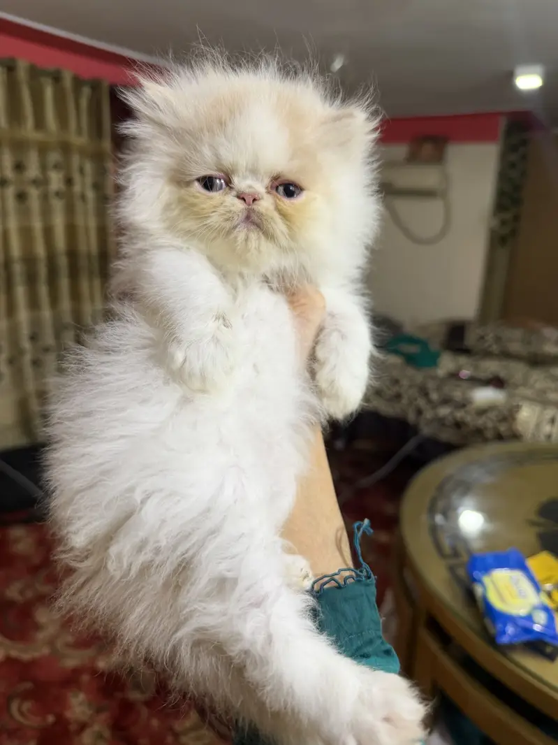 Peki male kitten — photo 3