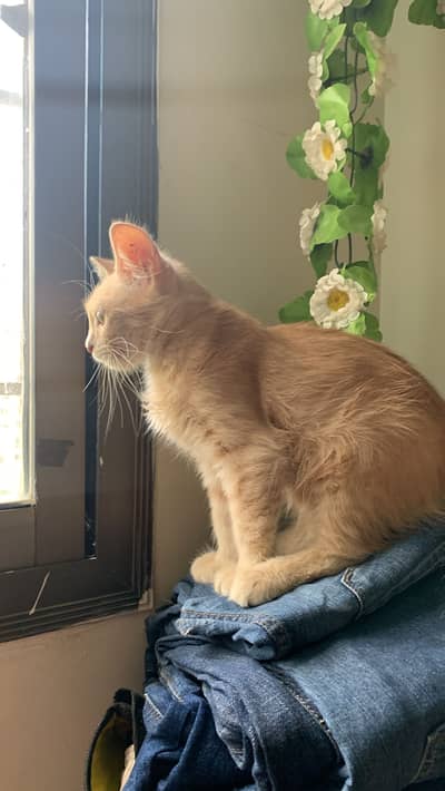 Persian Cats available for adoption.