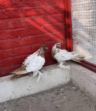 Frill back breeder pair