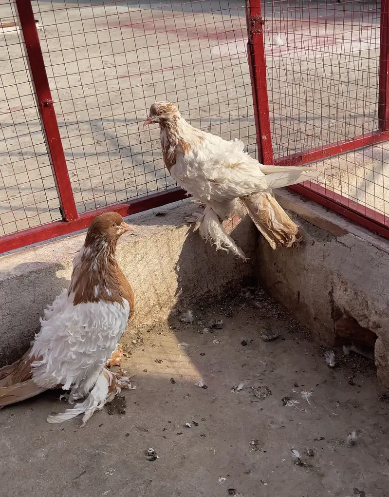 Frill back breeder pair — photo 2