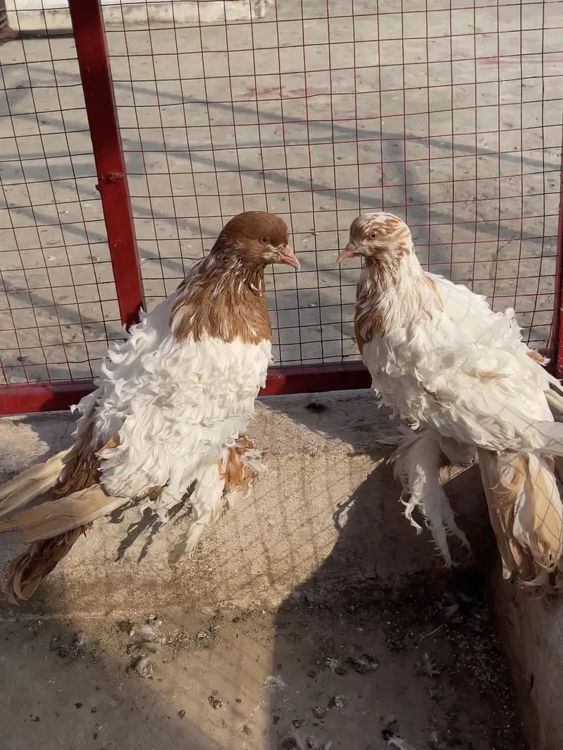 Frill back breeder pair — photo 3