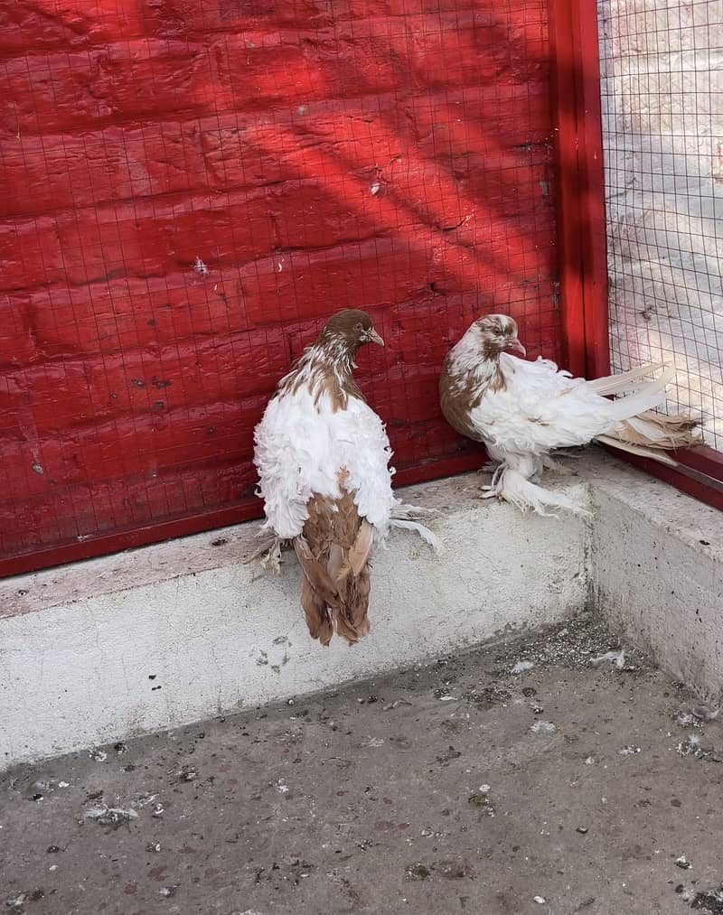 Frill back breeder pair 3