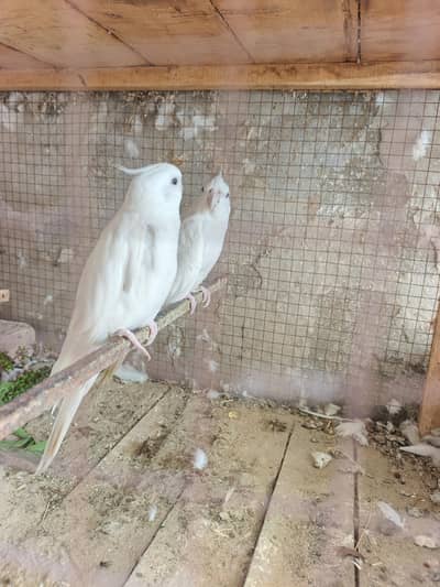 Premium Red-Eyed White Albino Cockatiels