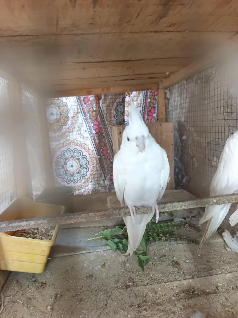 Premium Red-Eyed White Albino Cockatiels — photo 2