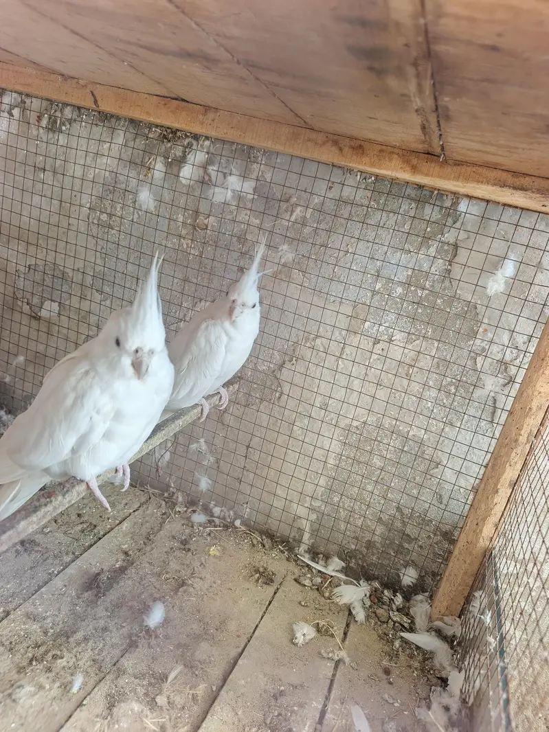 Premium Red-Eyed White Albino Cockatiels — photo 3