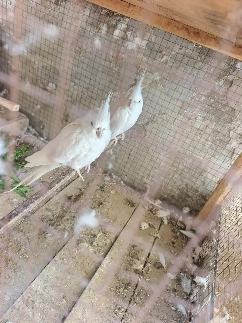 Premium Red-Eyed White Albino Cockatiels — photo 4
