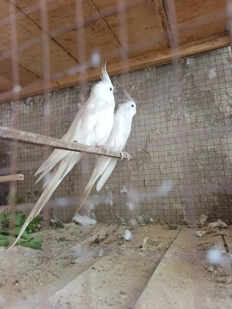 Premium Red-Eyed White Albino Cockatiels — photo 5