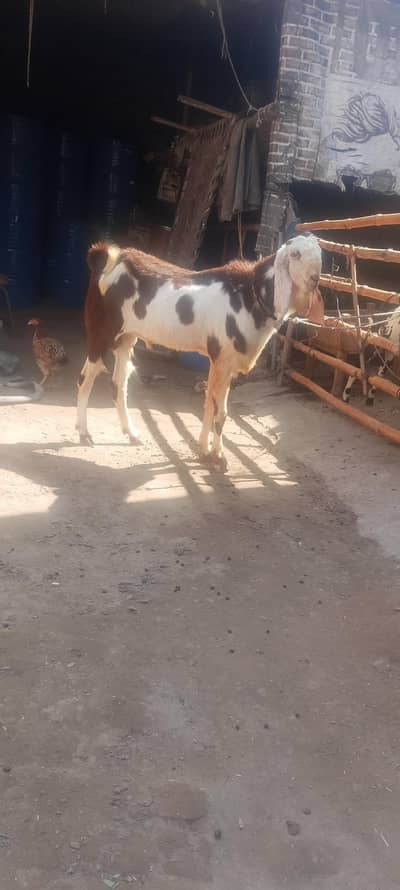 Andal bakra mu sa 4 dant hight 36 what app num 03236501245