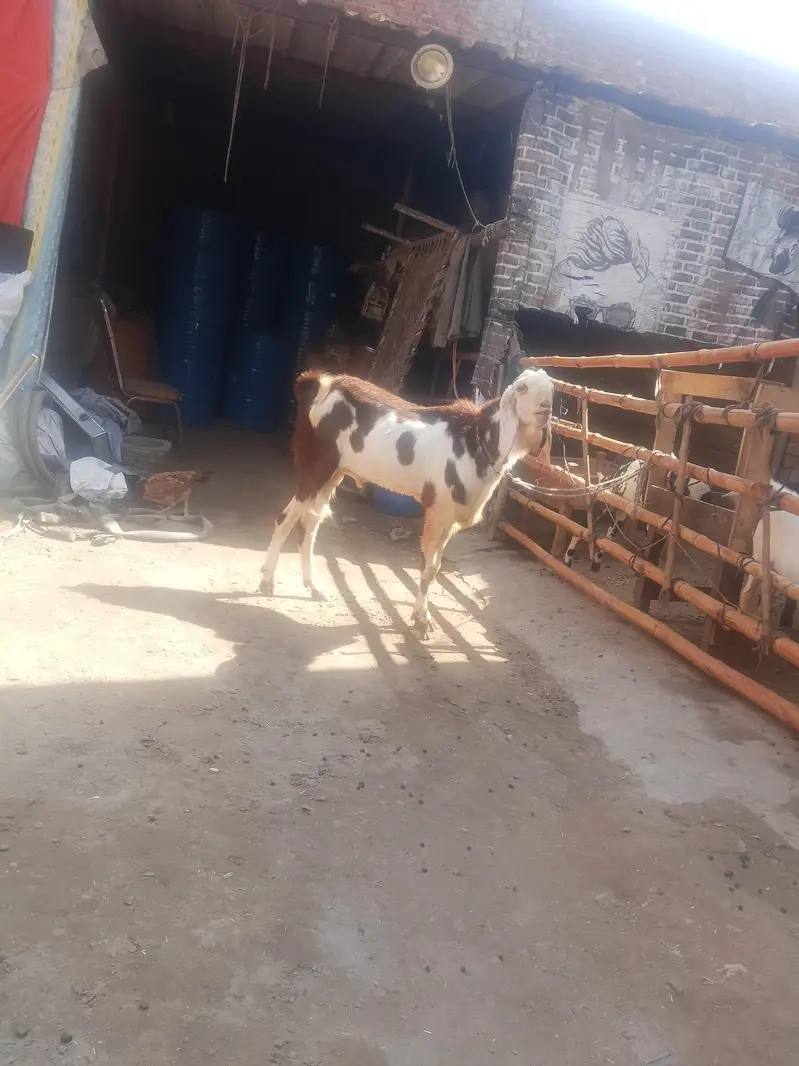 Andal bakra mu sa 4 dant hight 36 what app num 03236501245 — photo 2