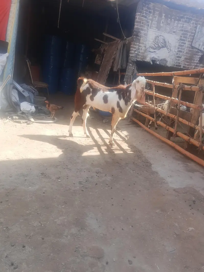 Andal bakra mu sa 4 dant hight 36 what app num 03236501245 — photo 3