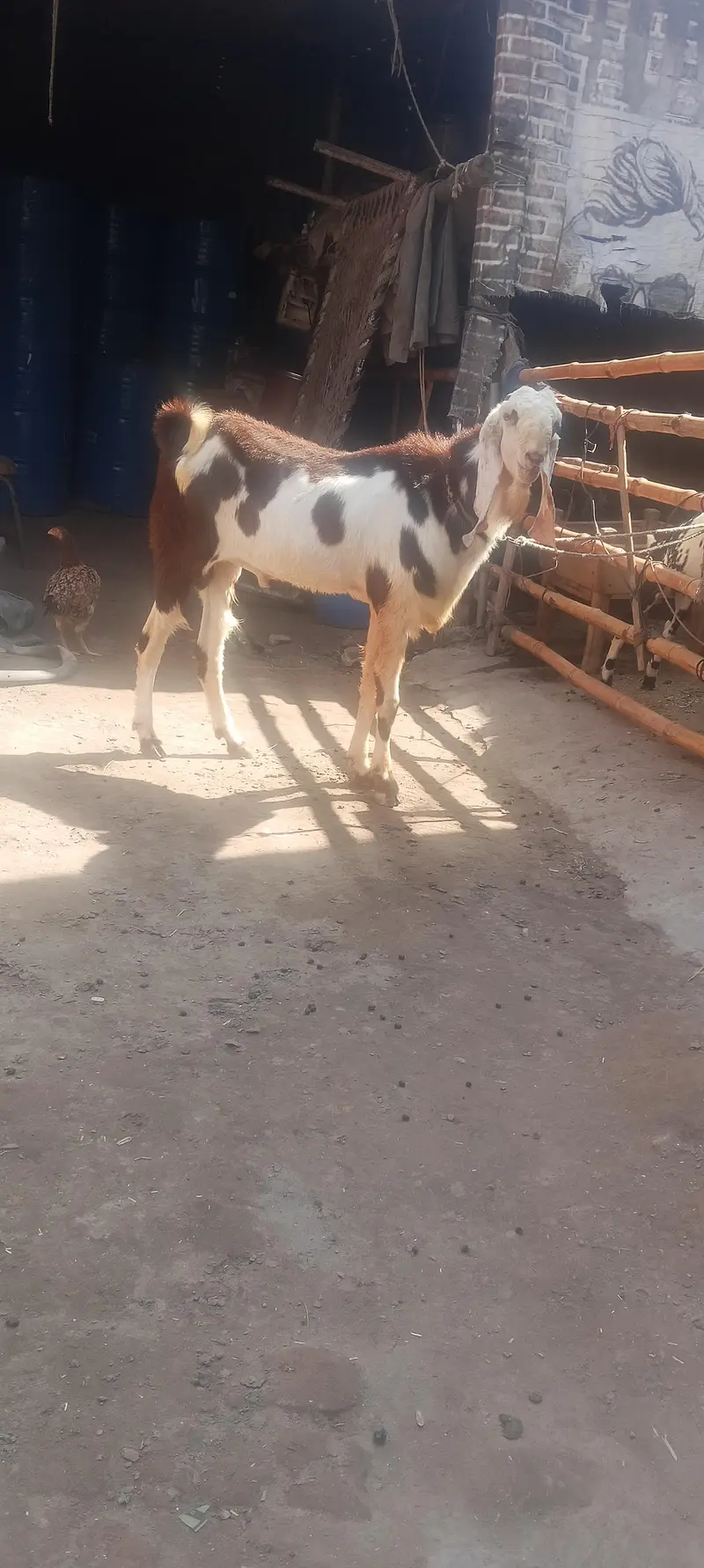 Andal bakra mu sa 4 dant hight 36 what app num 03236501245 — photo 4