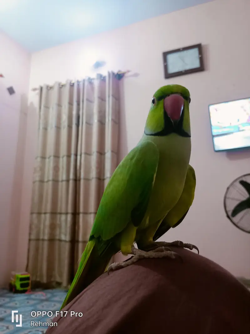 Green Ring Nack Face To Face Handtamed — photo 6