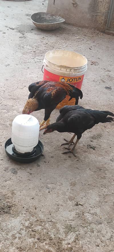 Two beautiful pair one pair price 11000