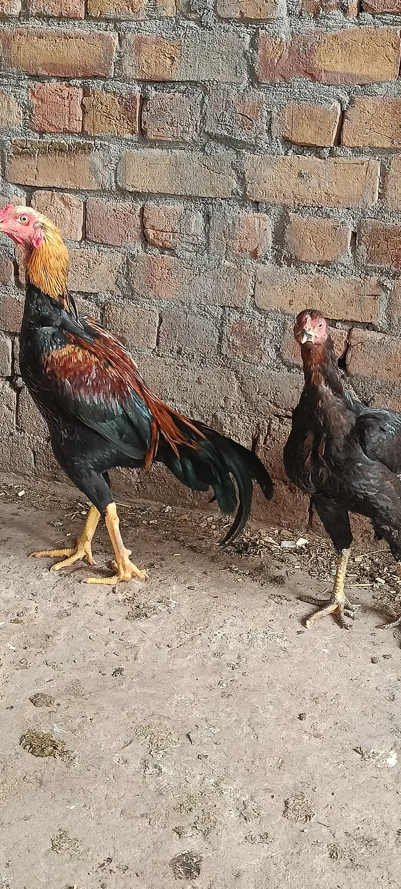 Two beautiful pair one pair price 11000 — photo 5