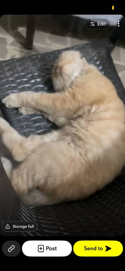 Persian male cats