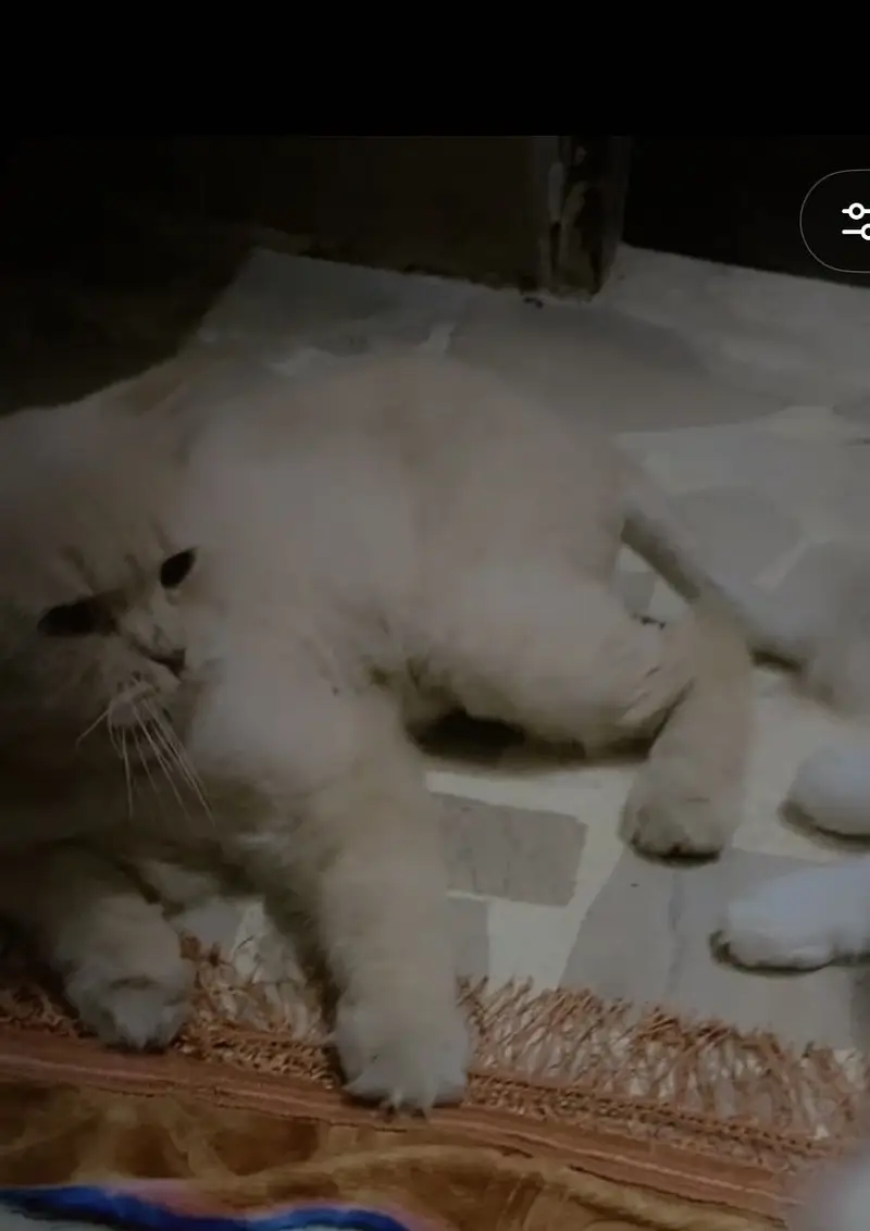 Persian male cats — photo 2