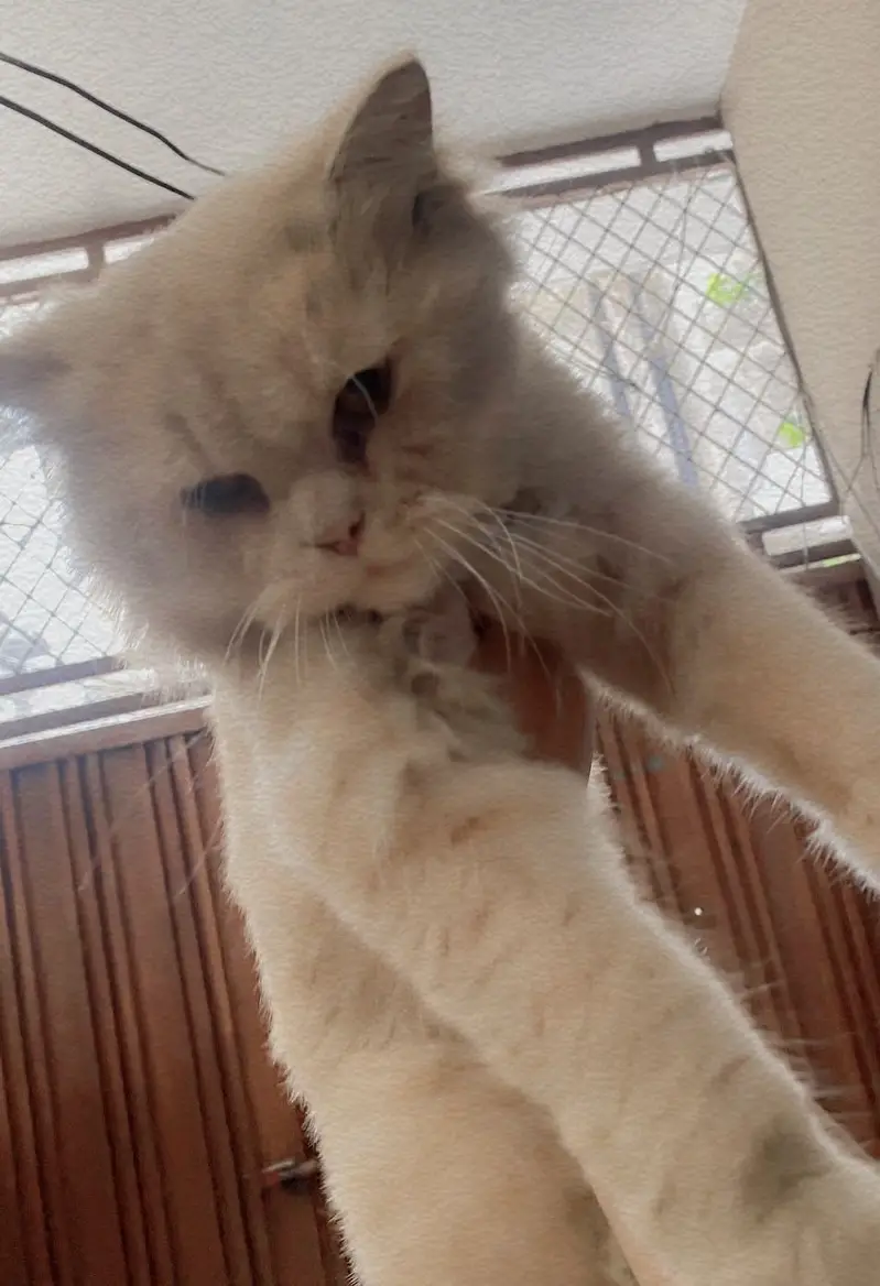 Persian male cats — photo 3