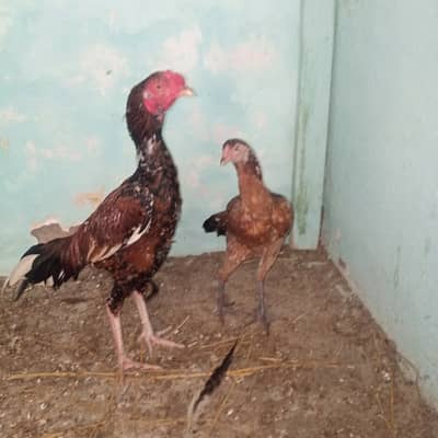 Aseel Pair for sale