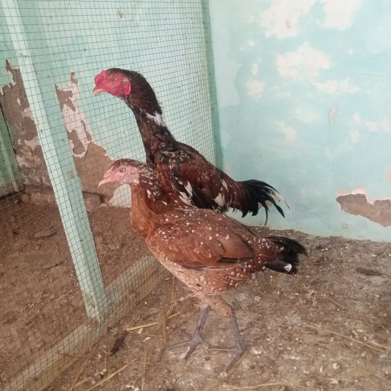 Aseel Pair for sale — photo 2