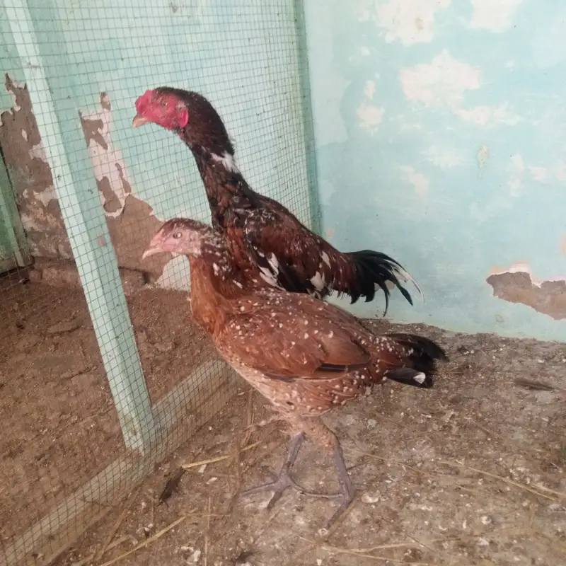 Aseel Pair for sale — photo 3
