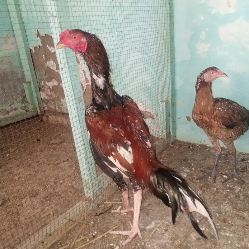 Aseel Pair for sale — photo 4