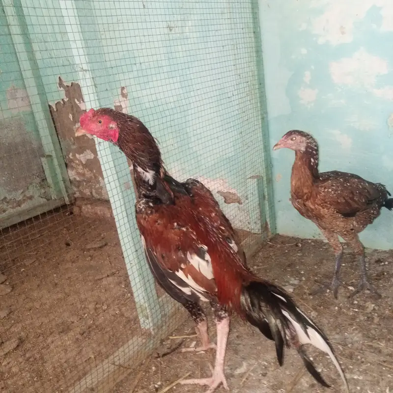 Aseel Pair for sale — photo 5