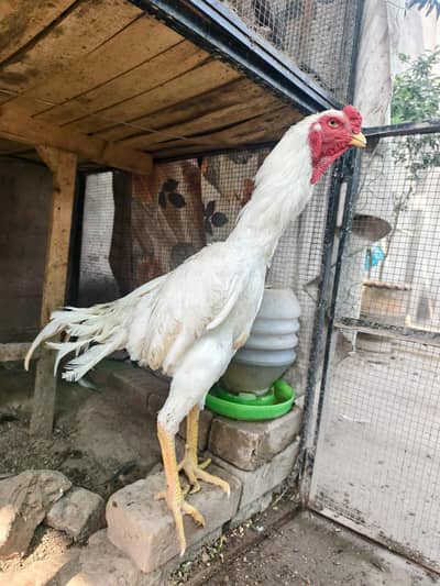 shamo chick /white shamo chicks /german shamo chick /hens /chicks