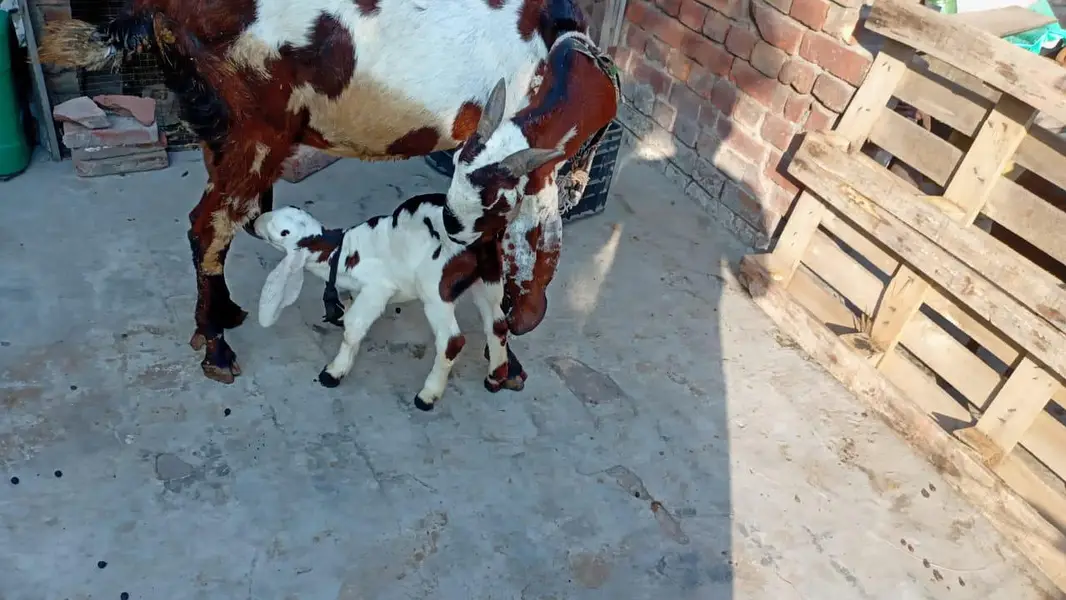 Andal bakra mu sa 4 dant hight 36 what app num 03236501245 — photo 5