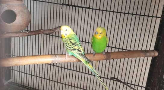 AUSTRALIAN PERROT AND RING NECK DOVE