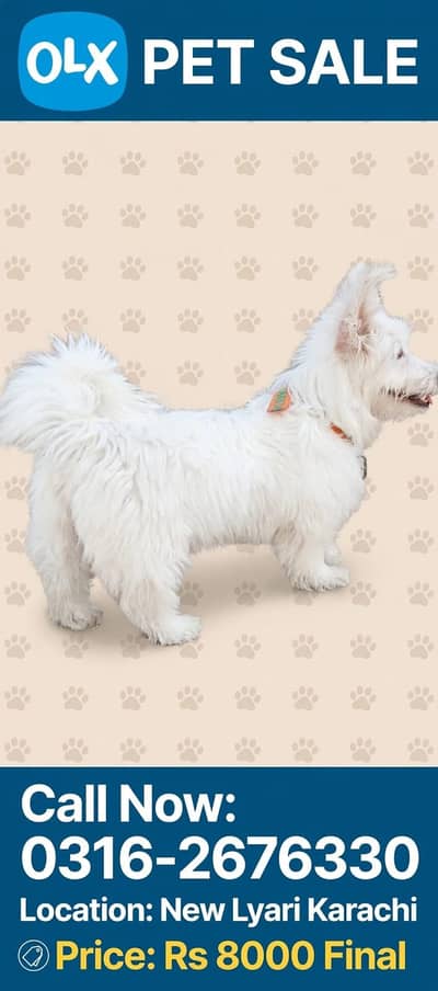 New dog
