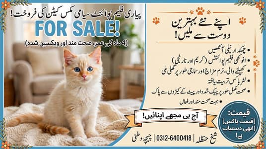 saimese breed cat for sale
