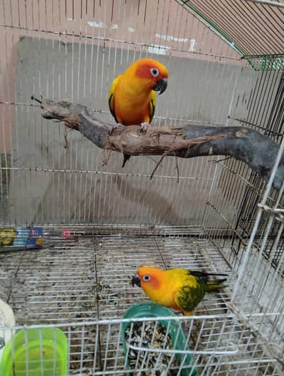 Sun conure