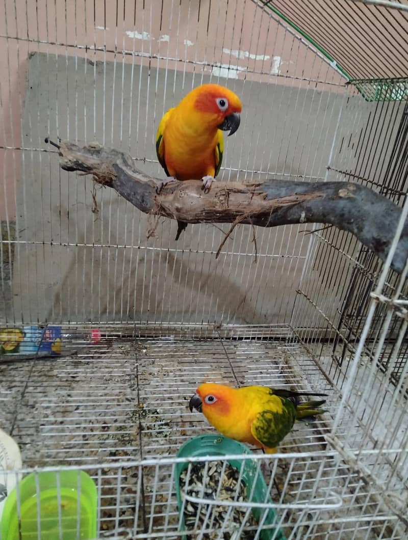 Sun conure 0