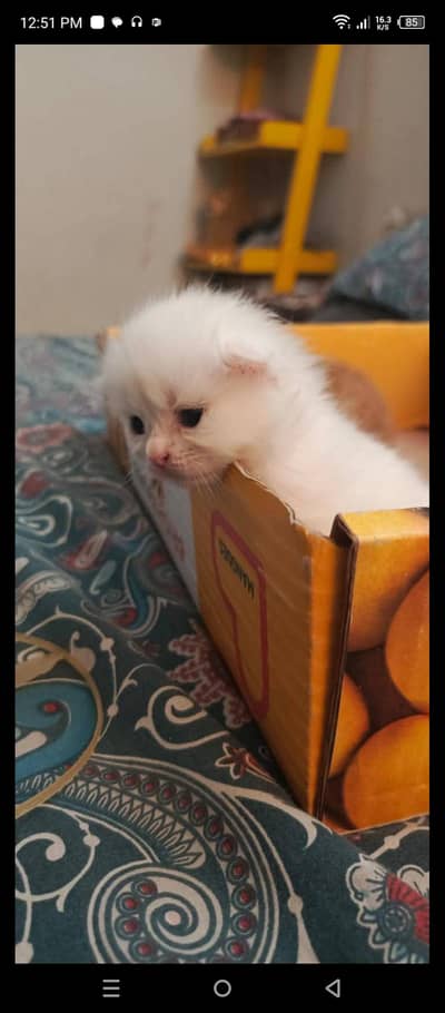 adorable kitten