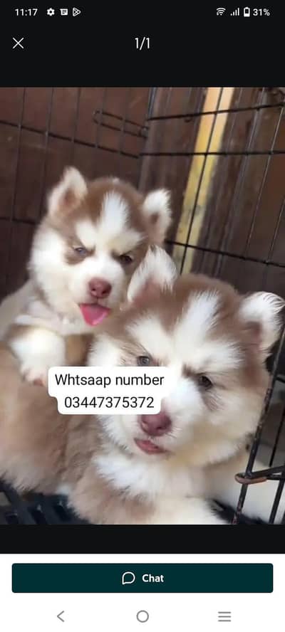 Siberian husky fore sale