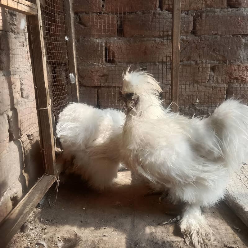 silkie pair 0