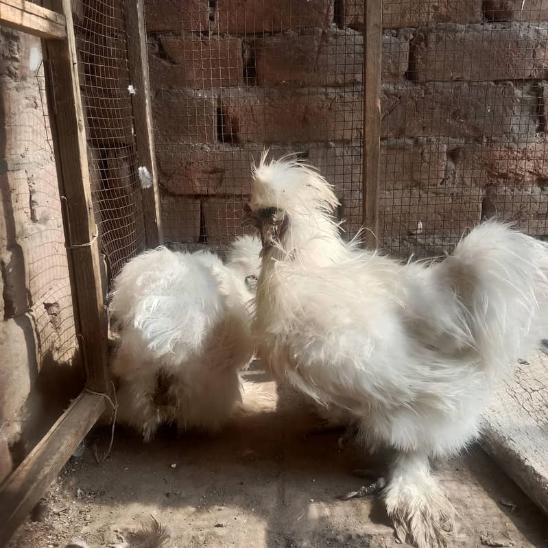 silkie pair 1