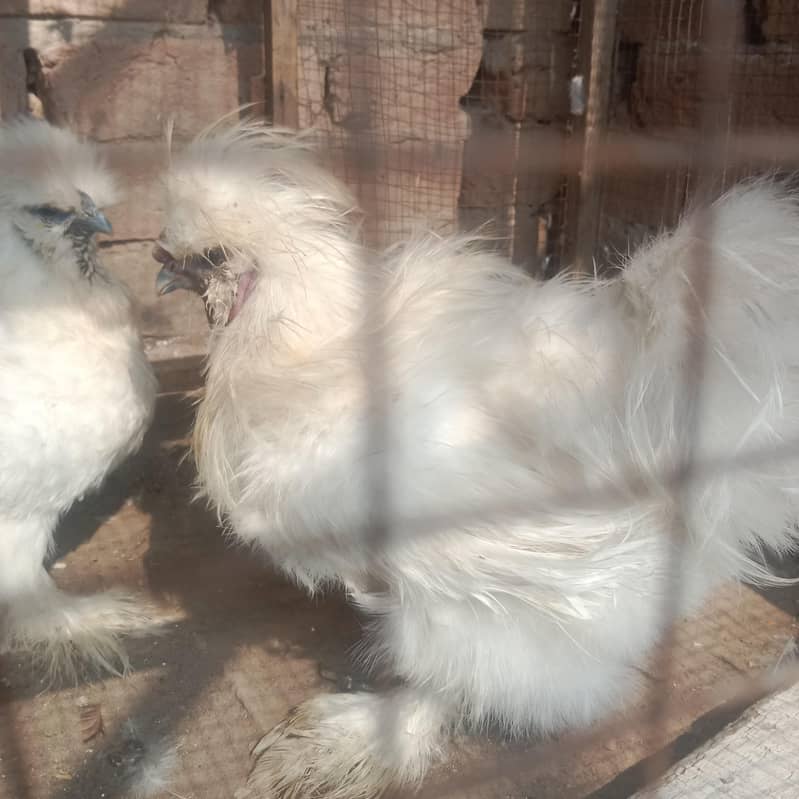 silkie pair 2