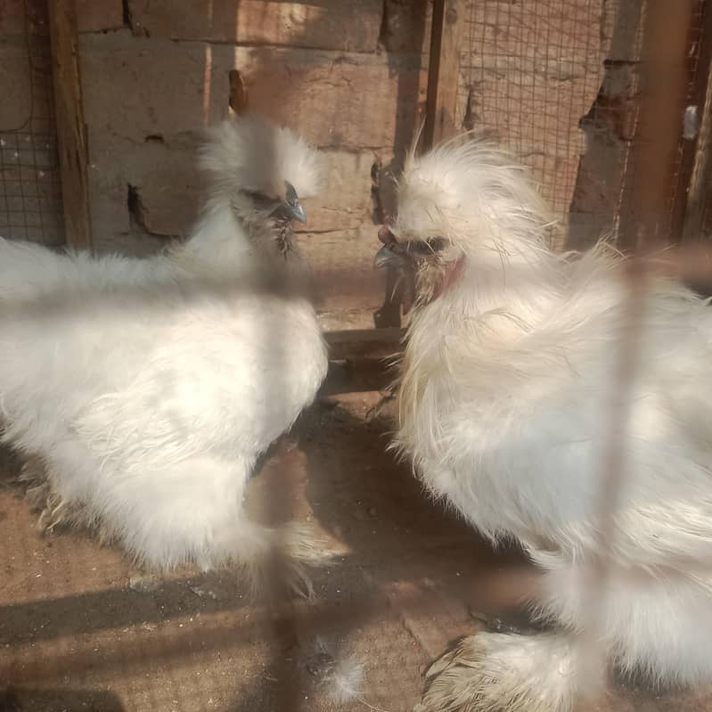 silkie pair 3