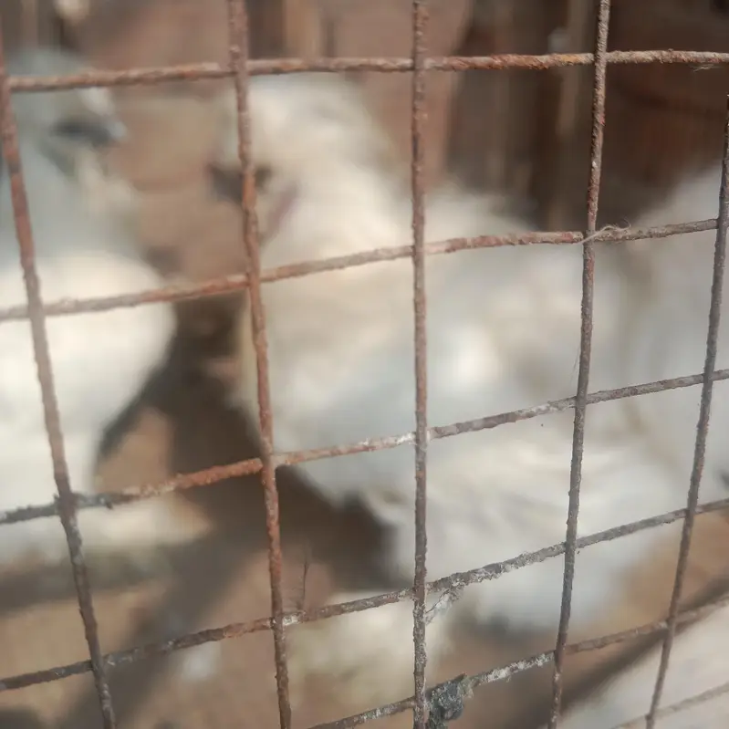 silkie pair — photo 5