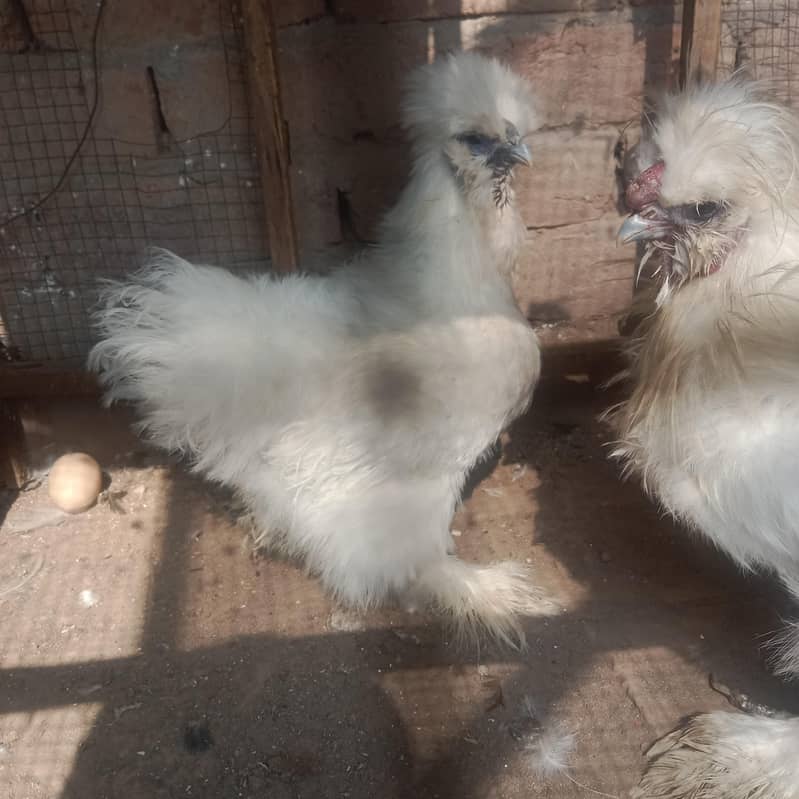 silkie pair 5
