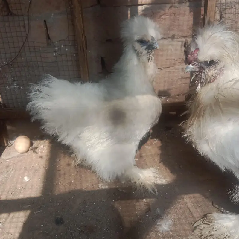 silkie pair — photo 6
