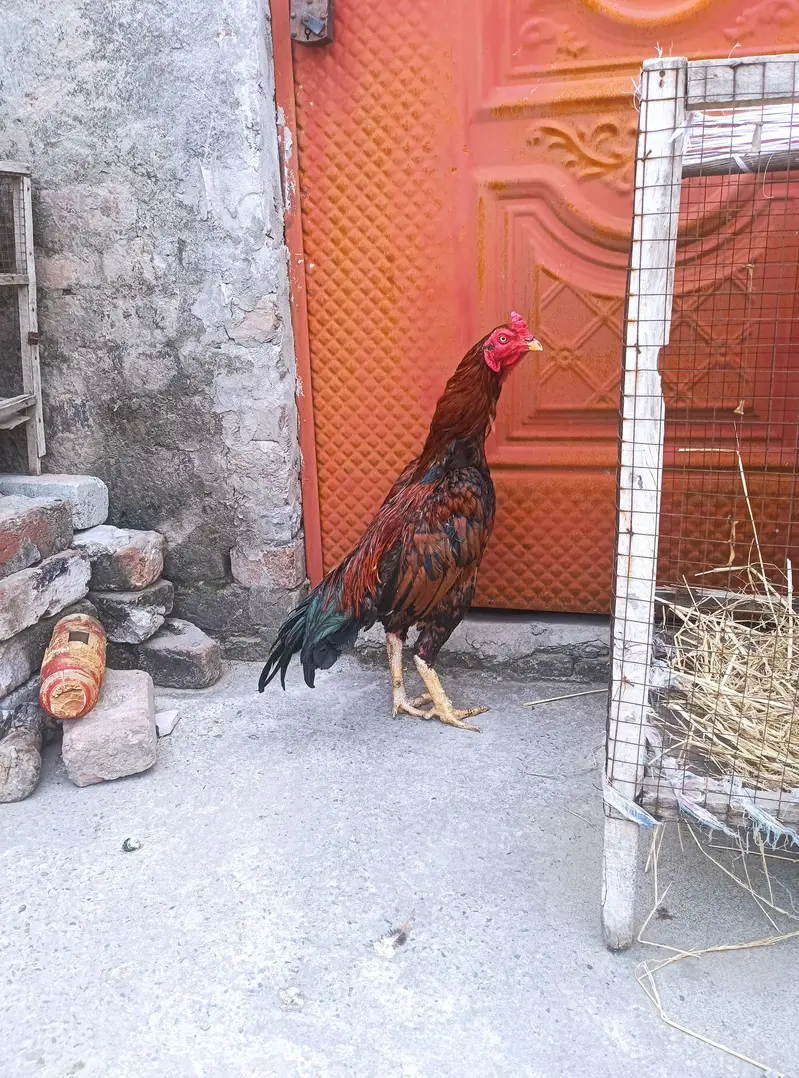 mianwali aseel healthy and active — photo 4