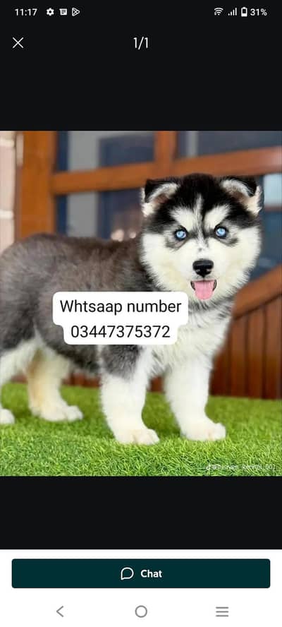 Siberian husky fore sale